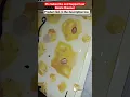 Download Lagu Perangkap tikus terbaik dengan lem. எலி மாட்டி. Berfungsi dengan baik. Cara mudah menangkap tikus.