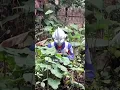 Download Lagu Parodi Ultraman Lucu - Ultraman Mencari Belalang