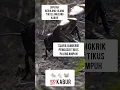 Download Lagu Suara jangkrik pengusir tikus paling ampuh || Tikus langsung kabur #trending #suarapengusirtikus