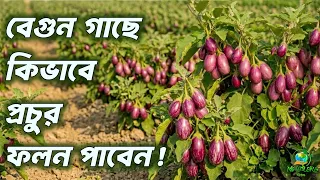 বেগুন গাছে দ্বিগুণ ফলন পাওয়ার সহজ উপায় ও পোকামাকড় দমন পদ্ধতি। ||বেগুন চাষ ,//Brinjal Farming Tips