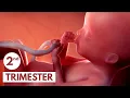 Second Trimester 3D Animated Pregnancy Guide