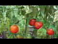 Multi object tracking with darkflow CNN and OpenCV