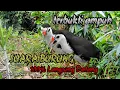 Download Lagu SUARA BURUNG RUAK-RUAK SIANG HARI 100% DATANG SUPER AMPUH 