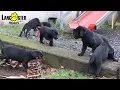 Charming Mix Puppies