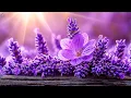 Download Lagu Melody So ​​Beautiful To Tears 🌿 The Most Beautiful Melodies In The World