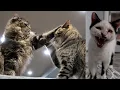 Download Lagu The cats were up and moving