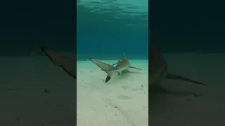 Swimming with sharks in remote Indonesia | preview to episode 290