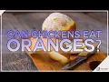 Can Chickens Eat Oranges