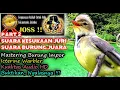Download Lagu Masteran Burung Luar Negeri Juara Pilihan Juri HD AUDIO - Icterine Warbler (Hippolais icterina)