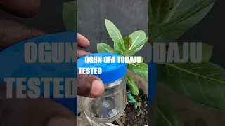 ogun ofa todaju tested and confirm