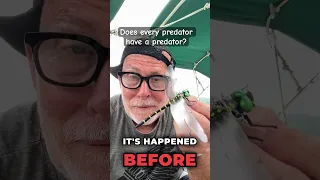 Catching Bee-Repelling Insects for My Boat #SailingSafety #naturehacks #travel