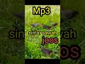 Download Lagu Razanya suara burung sintar sawah