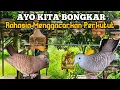 Lagu Cara Menggacorkan Burung Perkutut