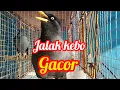 Download Lagu Jalak kebo gacor 