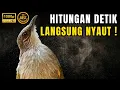 Download Lagu 🔴 MANTAP RAPAT | Kapas Tembak Gacor Speed Rapat ||👍 Masteran Kapas Tembak Jernih