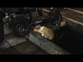 Download Lagu Our dog led us to him... I thought he had stopped breathing!