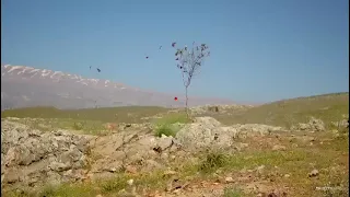 صيد دوري مصري دندنها