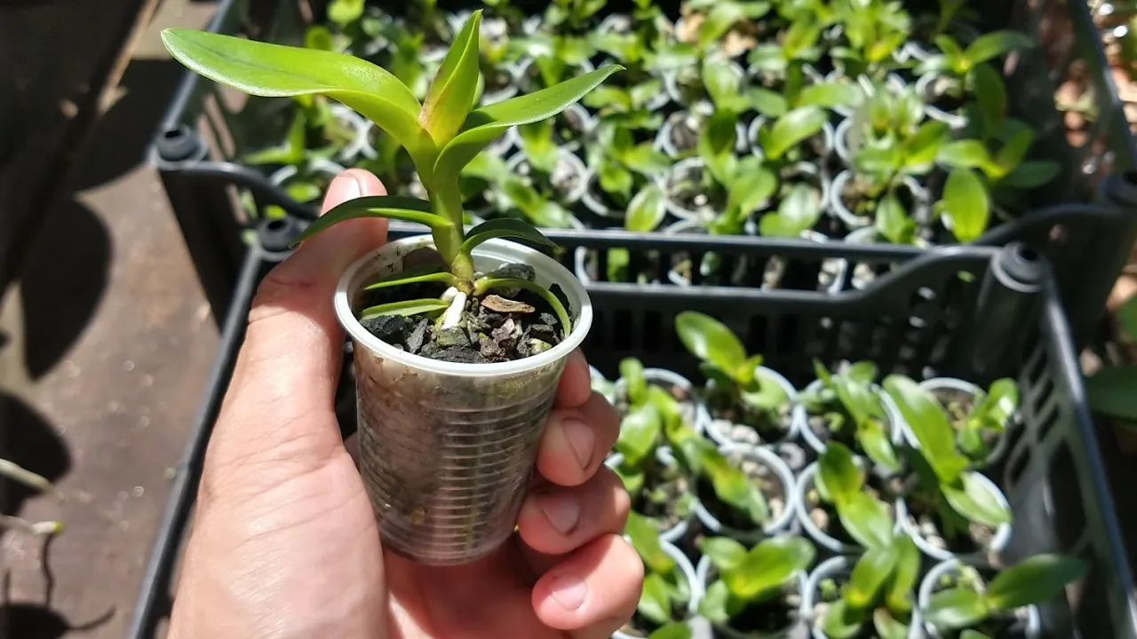 BROTAÇÃO DAS ORQUÍDEAS, SURPRESAS E INFORMAÇÕES DO CANAL