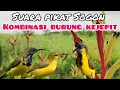 Lagu Suara Pikat Sogon Kombinasi Burung Kejepit