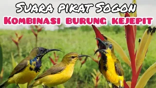 suara pikat sogon kombinasi burung kejepit
