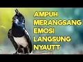 Download Lagu TERAPI KACER GACOR ISIAN PAGI HARI ATASI KACER MACET BUNYI LANGSUNG NYAUT BUKOR EMOZI