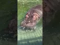 Download Lagu Listen carefully to the sounds of hippos~#河马#Beijing Planting Grass Conference #Shorts