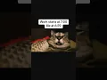 Download Lagu Cat sleeping alarm meme💀🤣😆 #shorts #explore #trendingmemes