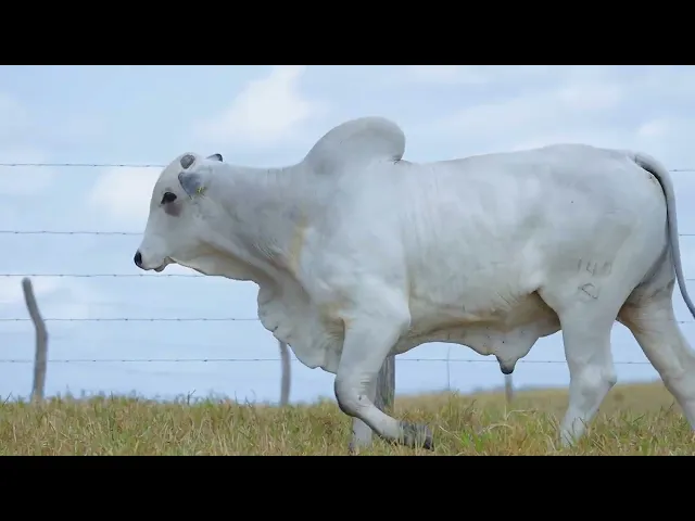 Touro Nelore SABZ - 149