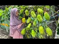 Download Lagu Memetik Markisa Jumbo | Masak Tumis Markisa Jumbo Udang, Telur Pedas Manis, dan Es Markisa Jumbo