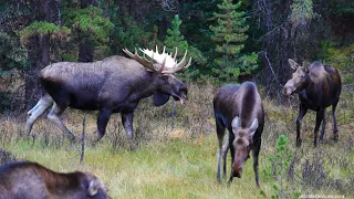Bull Moose Boss Takes Control of the Rut