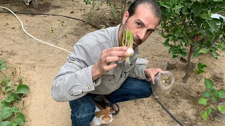 زراعة الثوم بكل تفاصيلها ومراحل نموها في دقائق 