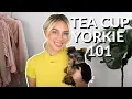 SMALLEST DOG EVER - TEACUP YORKIE everything you need to know