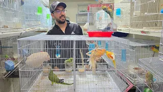 الجديد عند حمدي أجيو نتولعو ونتعرفو على أتمنة مختلف أنواع الطيور عشاق المولينا الفيشر الكويكر 