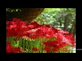 Spider Lilies Meaning - Red Blue and Other Flower Color Symbolism