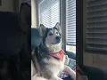 Download Lagu Watching “Homeward Bound” ‼️ #dogs #dogshorts #funnyanimal #funnyvideo #husky