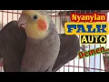 Lagu Falk/Parkit Australia Gacor Nyanyi Nyiul