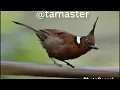 Masteran burung (Cililin) || Bird Sound