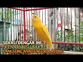 Download Lagu kenari gacor panjang Cuit Cuit EMOSI, Pancingan Kenari Paud Belajar Bunyi, terapi AMPUH Kenari MACET