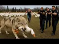 Download Lagu Heroic Rescue Team Saves Innocent Ducks from the Fangs of Predatory Wolves 🐺🦆