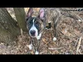 Charlotte animal shelter expanding hours desperately seeking adopters fosters