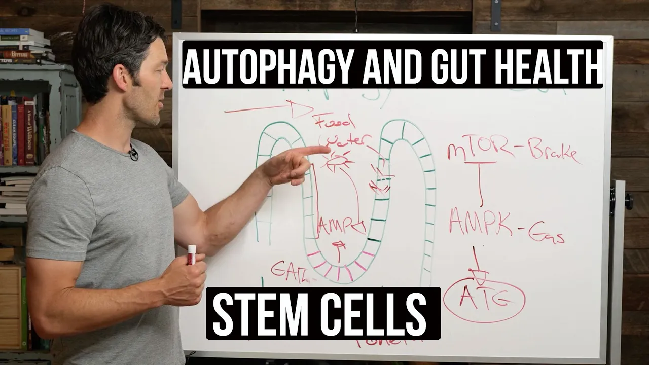 Fasting, Autophagy & Gut Health: stem cells supported by autophagy