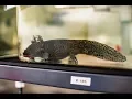 Video di UK Researchers Complete Axolotl Genome Sequence