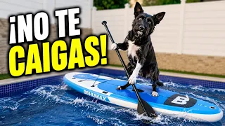 ¡LANA prueba el PADDLE SURF en nuestra PISCINA! 🐶🏄‍♀️