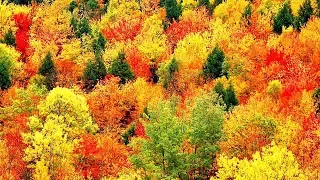 Peaceful Music Relaxing Music Instrumental Music Autumn Leaves By Tim Janis 