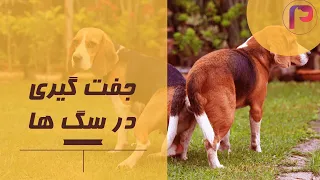 همه چیز راجع به جفت گیری سگ ها 