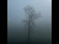 Poison Tree (Ambient Rework)