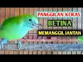 Lagu PANGGILAN KERAS CAK RANTING BETINA MEMANGGIL JANTAN