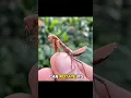 Download Lagu Only Insect That Can Turn Its Head😱