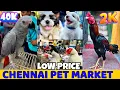 Download Lagu Chennai Broadway Pet Market 🐾 | Puppies, Kittens \u0026 Exotic Pets Price Details in Tamil