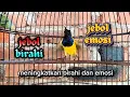 Download Lagu PANCINGAN SOGON PENJEBOL BIRAHI DAN EMOSI SAMPAI NGLEPER ‼️#sogon #pancingansogon  #sogonbahan